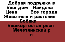 Добрая подружка,в Ваш дом!!!Найдена › Цена ­ 10 - Все города Животные и растения » Собаки   . Башкортостан респ.,Мечетлинский р-н